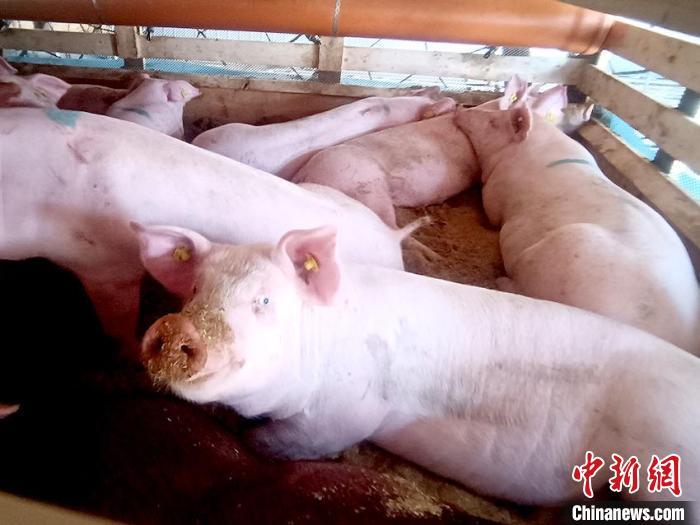 吉林省从海外进口的种猪
