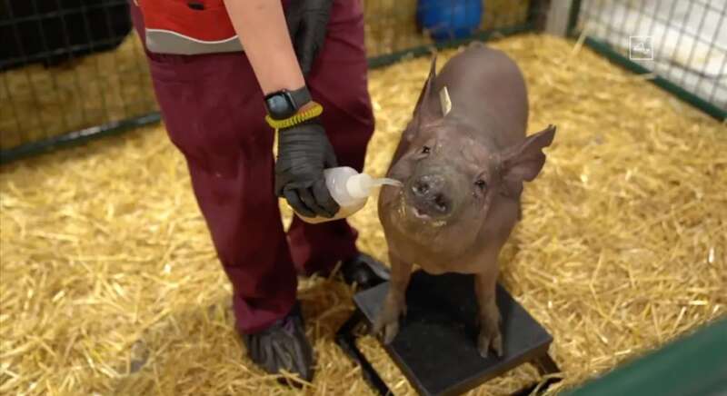 马斯克的脑机接口公司Neuralink，通过网络直播展示了一头猪，它在两个月前被植入了一枚硬币大小的Neuralink ...