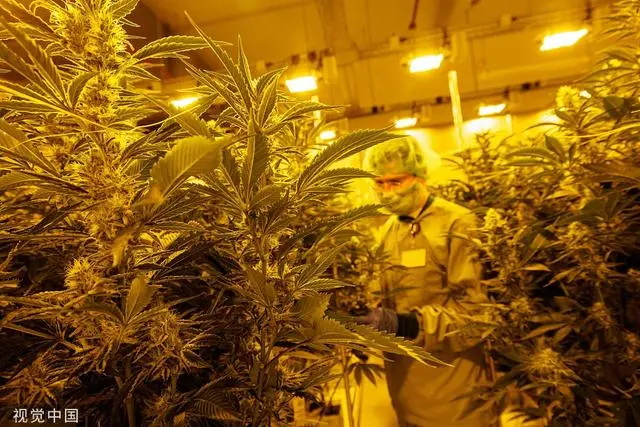 一名员工在德梅肯制药公司医用大麻生产基地的温室里收获大麻